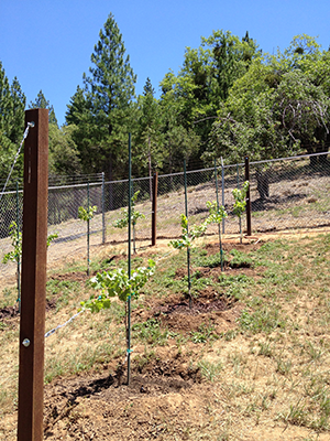 Cab Vines in summer